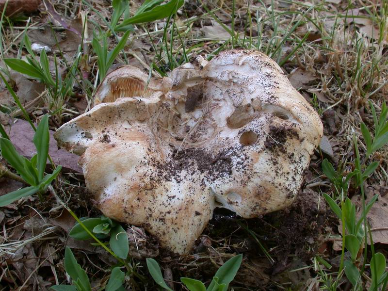 Russula...